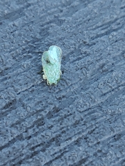 Flatidae