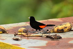 Ramphocelus flammigerus