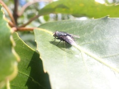 Calliphora quadrimaculata