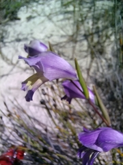 Gladiolus carinatus