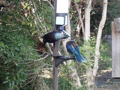 Prosthemadera novaeseelandiae novaeseelandiae