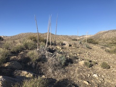 Hesperoyucca whipplei