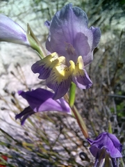 Gladiolus carinatus
