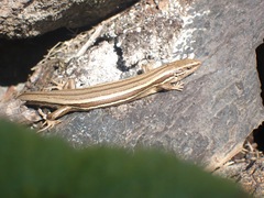 Oligosoma polychroma