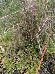 Poa labillardierei