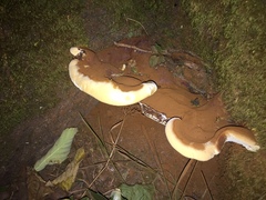 Ganoderma polychromum