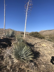 Hesperoyucca whipplei