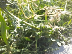 Atriplex patula