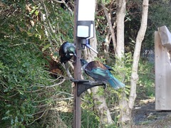 Prosthemadera novaeseelandiae novaeseelandiae