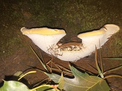 Ganoderma polychromum