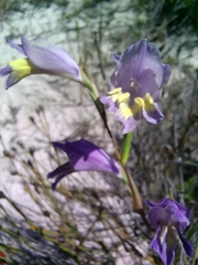 Gladiolus carinatus