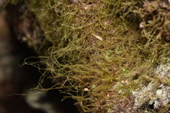 Pseudisothecium stoloniferum