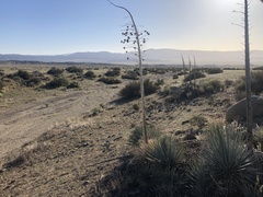 Hesperoyucca whipplei