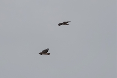 Buteo jamaicensis calurus