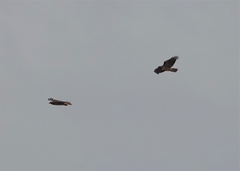 Buteo jamaicensis calurus