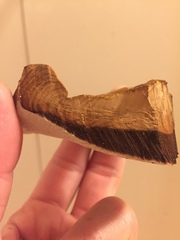 Ganoderma polychromum