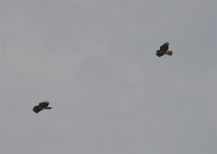 Buteo jamaicensis calurus
