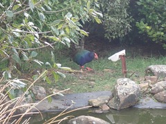 Porphyrio hochstetteri