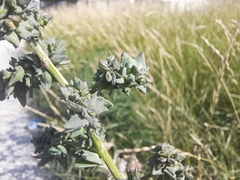 Atriplex patula