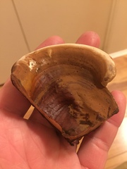 Ganoderma polychromum