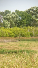 Ephippiorhynchus asiaticus