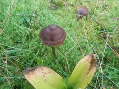 Entoloma sericeum