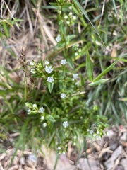 Swertia macrosperma