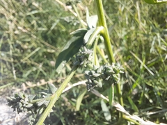 Atriplex patula