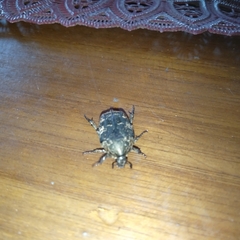 Protaetia fusca