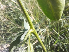 Atriplex patula