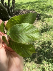 Carpinus caroliniana