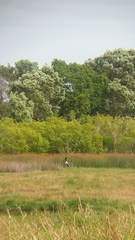 Ephippiorhynchus asiaticus