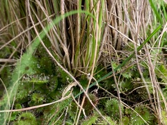 Poa labillardierei