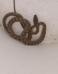 Leptodeira polysticta