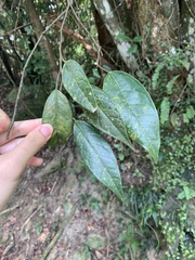 Ficus sarmentosa nipponica