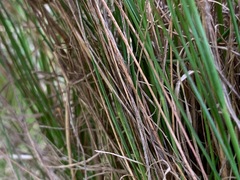 Poa labillardierei
