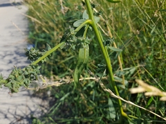 Atriplex patula