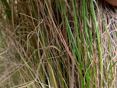 Poa labillardierei
