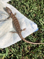 Cyclodomorphus gerrardii