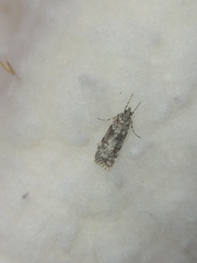 Scoparia chiasta