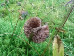 Entoloma sericeum