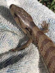 Cyclodomorphus gerrardii