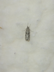 Scoparia chiasta