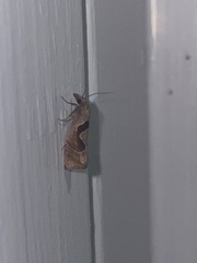 Pelochrista similiana