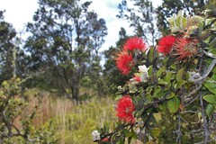 Metrosideros polymorpha