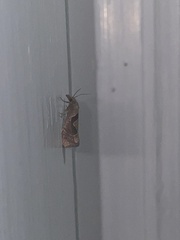 Pelochrista similiana