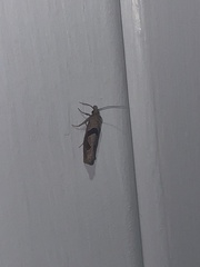 Pelochrista similiana