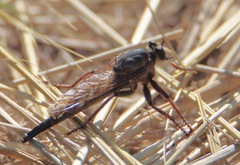 Proctacanthus milbertii