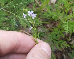 Veronica pinnata
