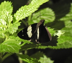 Notocrypta waigensis
